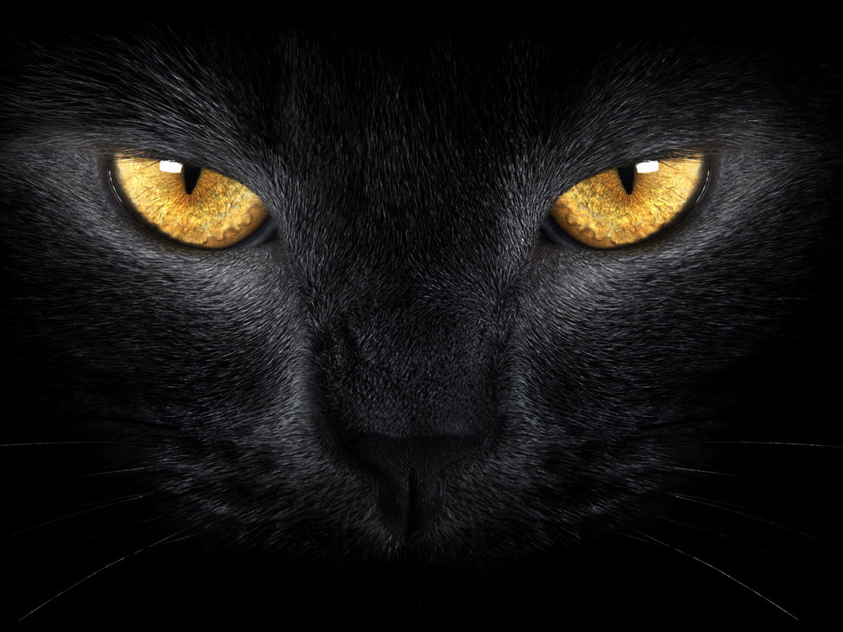 black-cat-sq