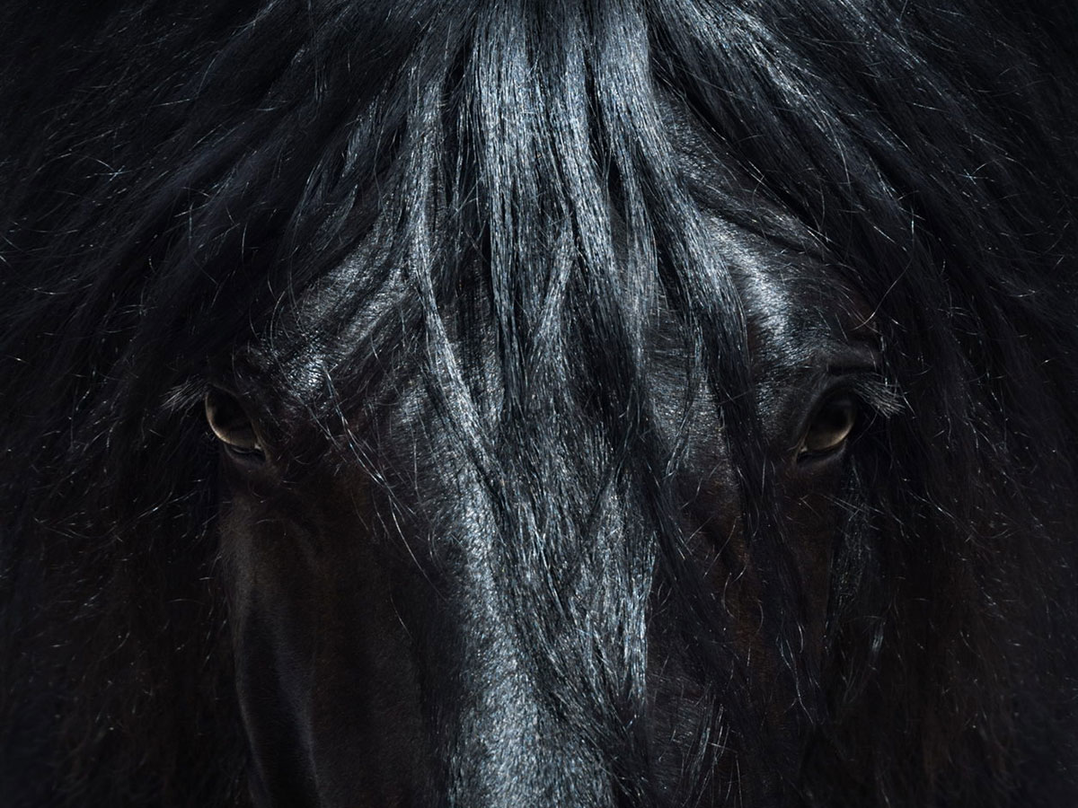 horse